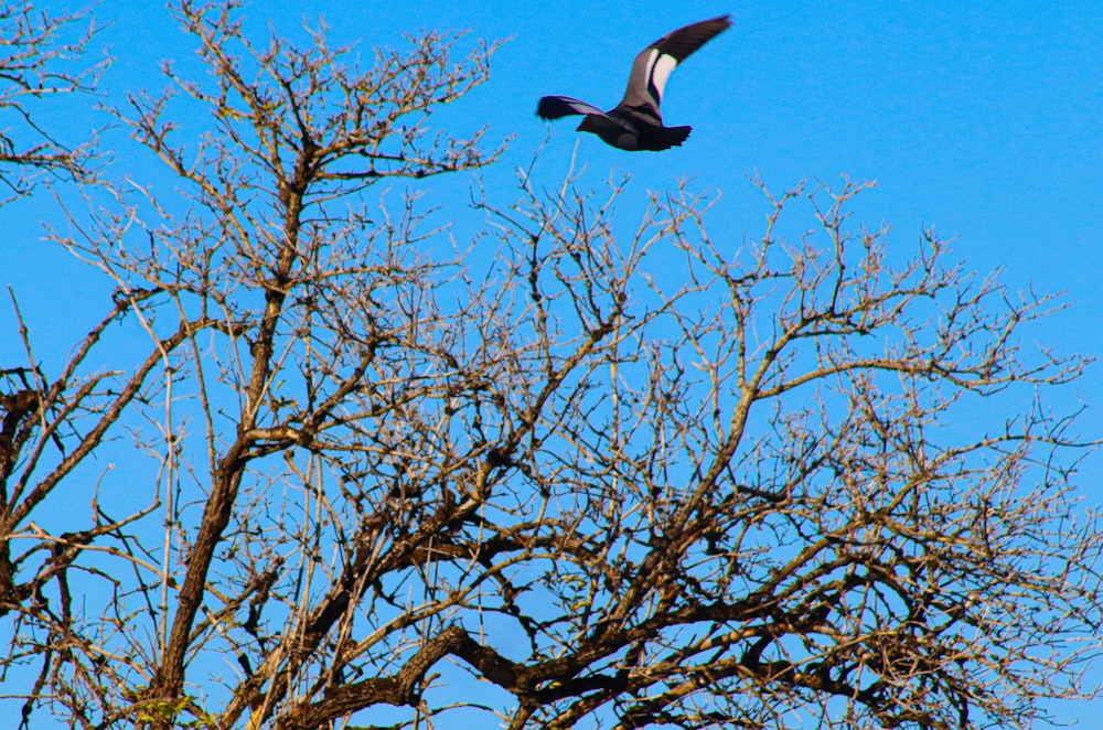a bird flying over a tree with no leaves