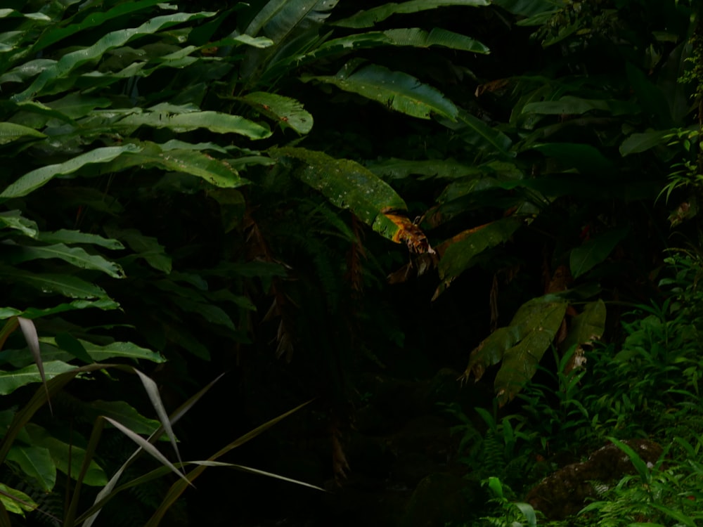 a forest filled with lots of green plants