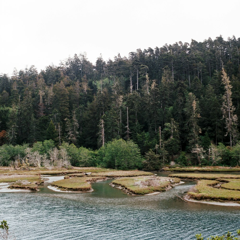 a river running through a lush green forest