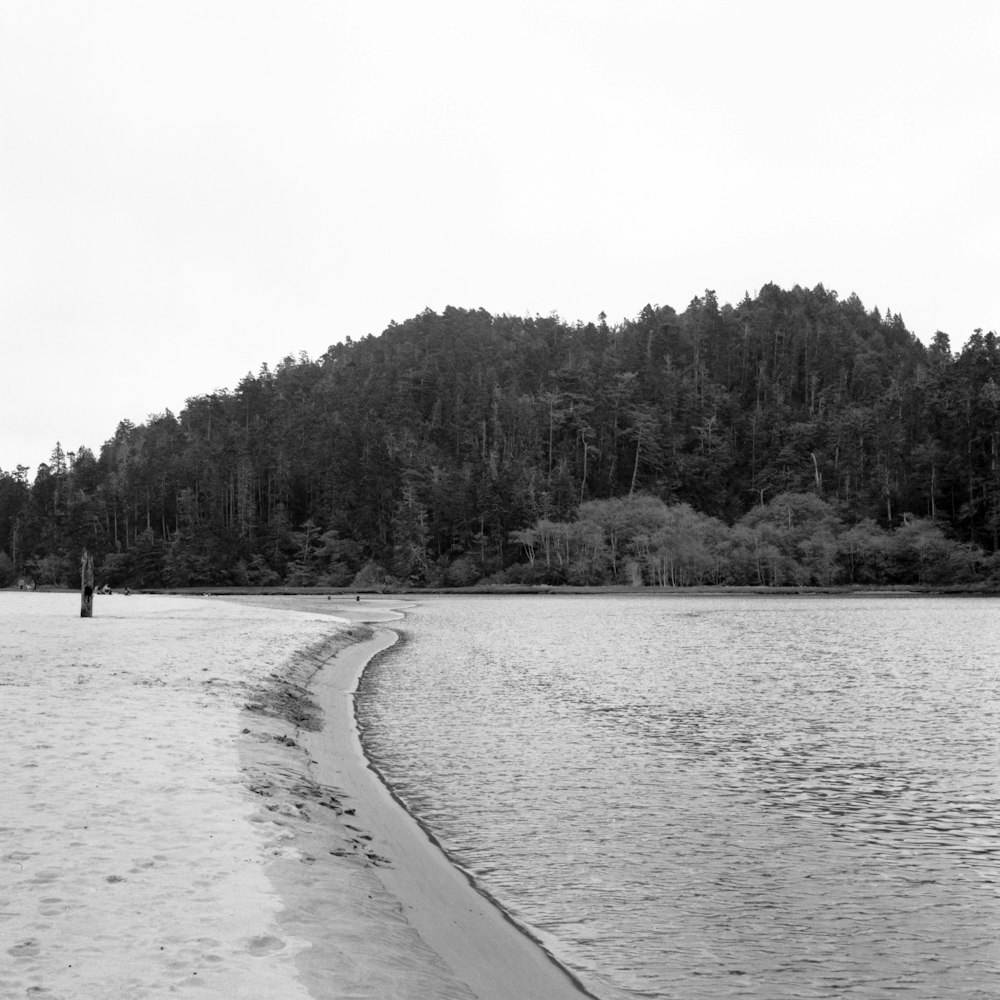 a black and white photo of a beach with trees in the background