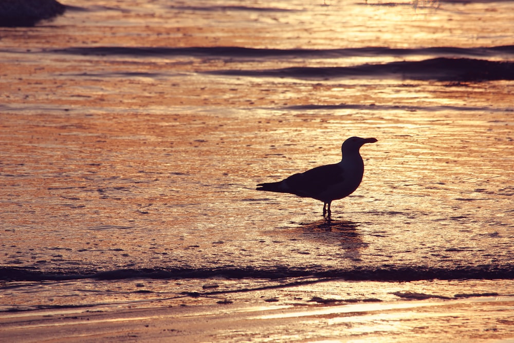 a seagull standing in shallow water at sunset