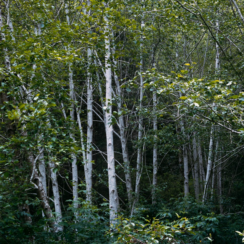 a forest filled with lots of tall trees