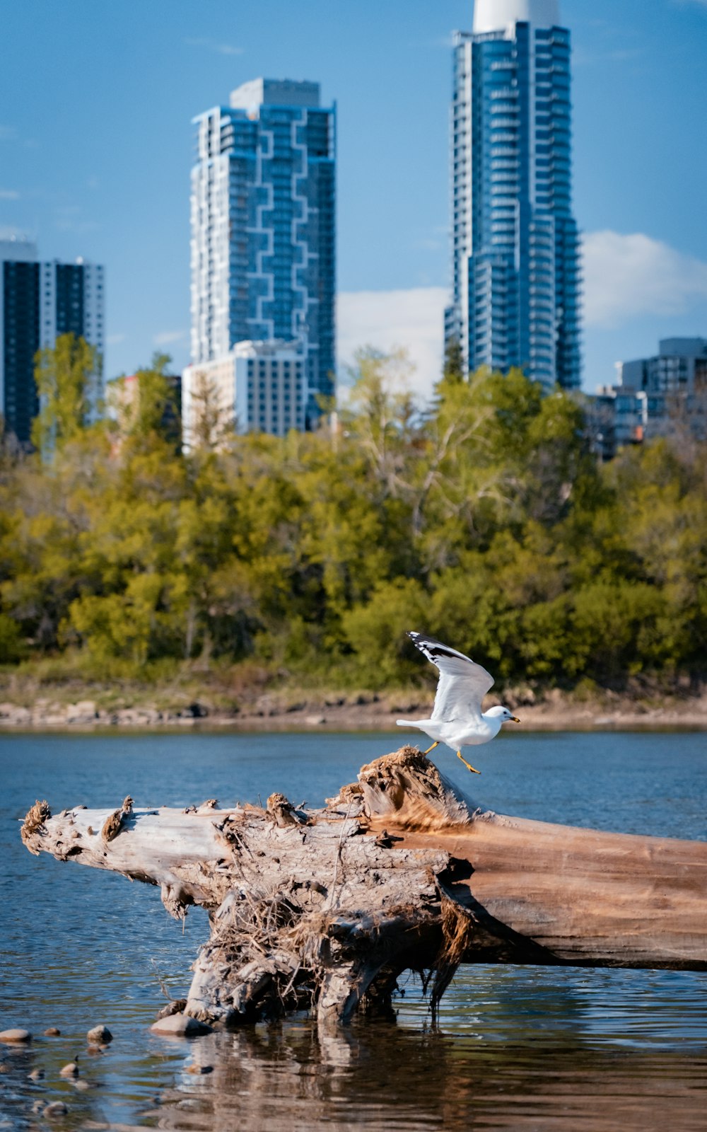 a seagull sitting on a log in the water