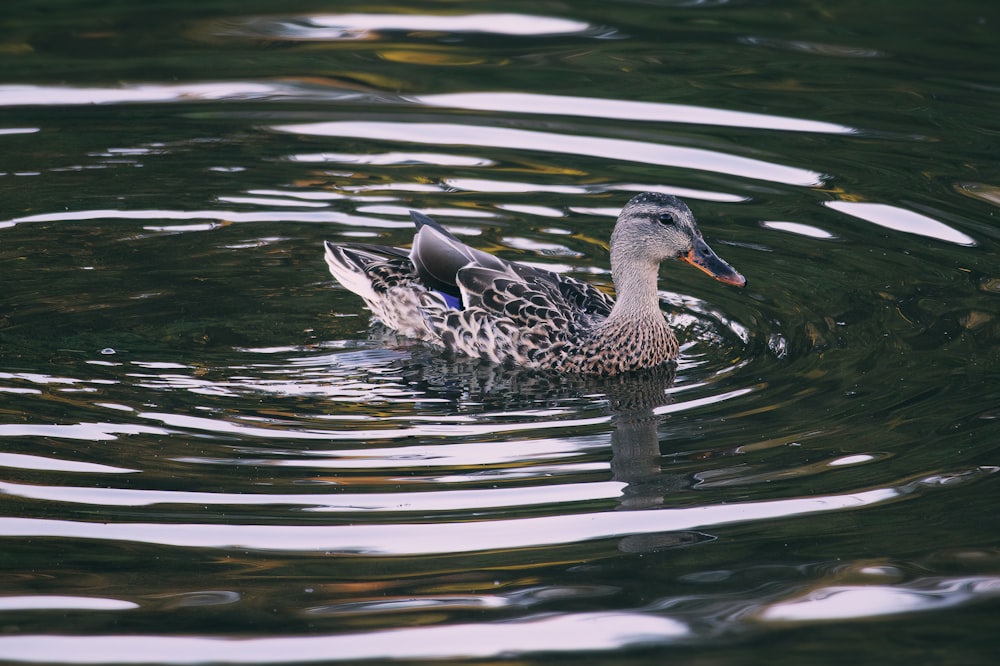 a duck floating on top of a body of water