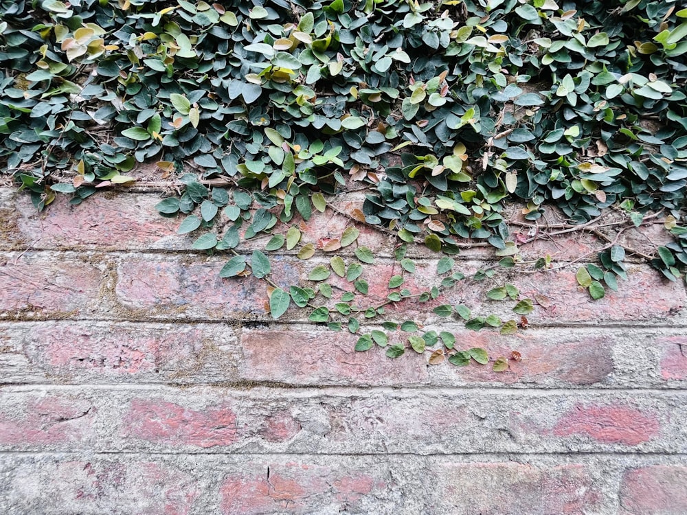 a brick wall covered in green leaves