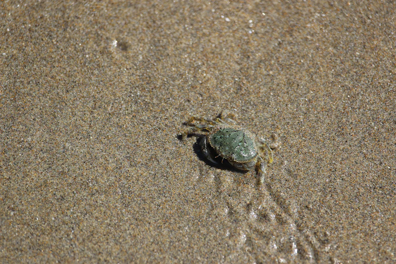 A small crab walking across wet sand
