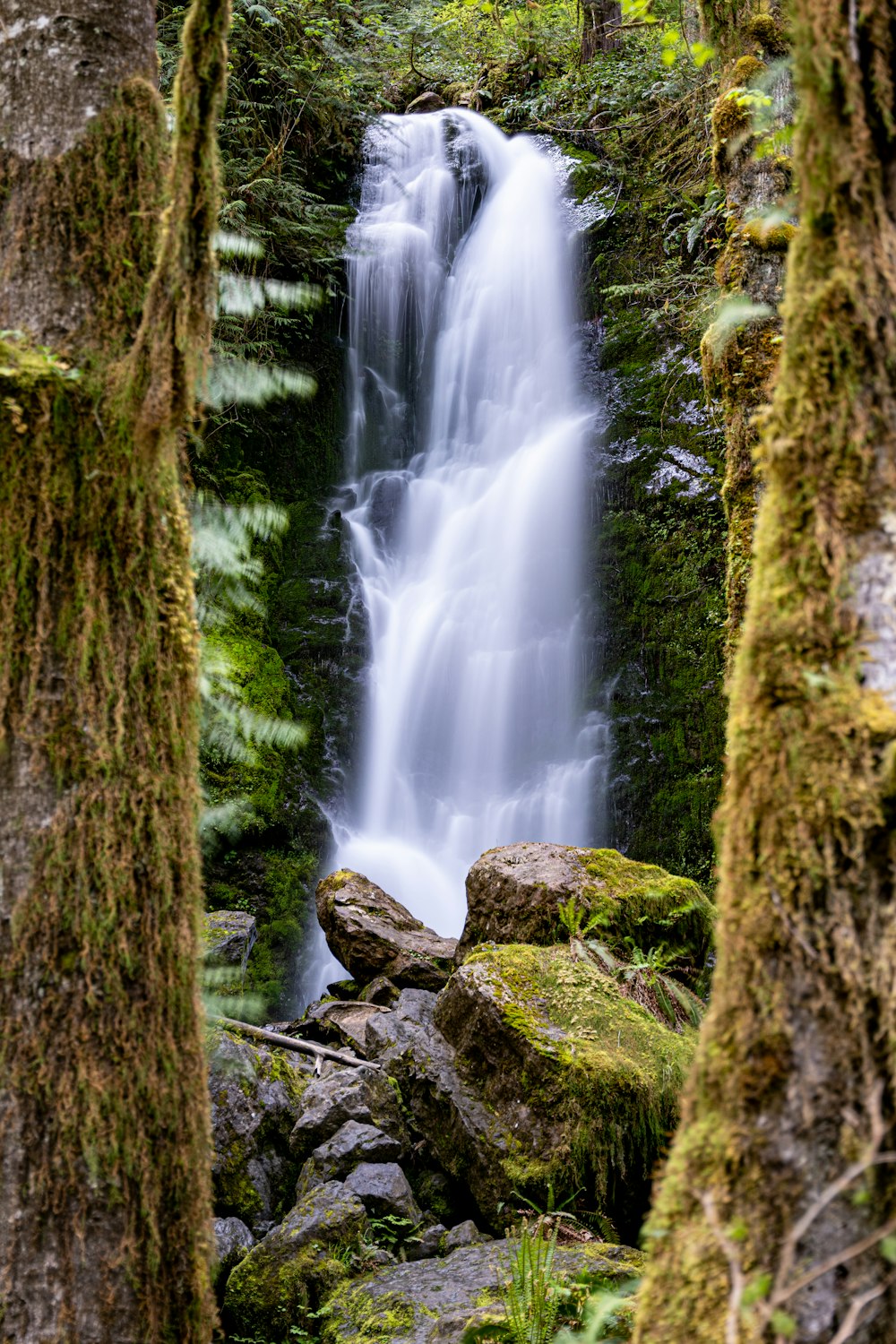 Una cascada en medio de un bosque