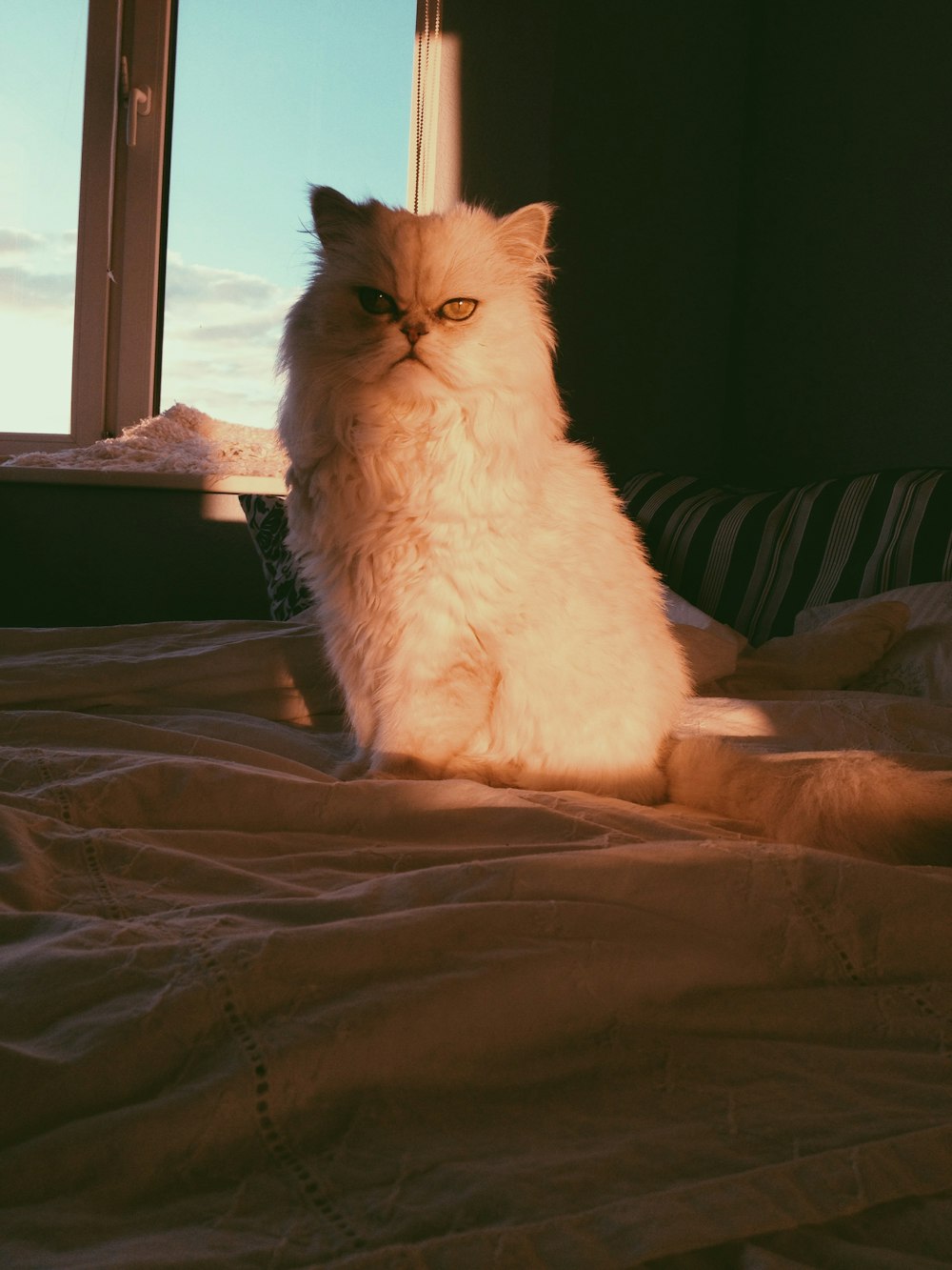 a fluffy white cat sitting on top of a bed