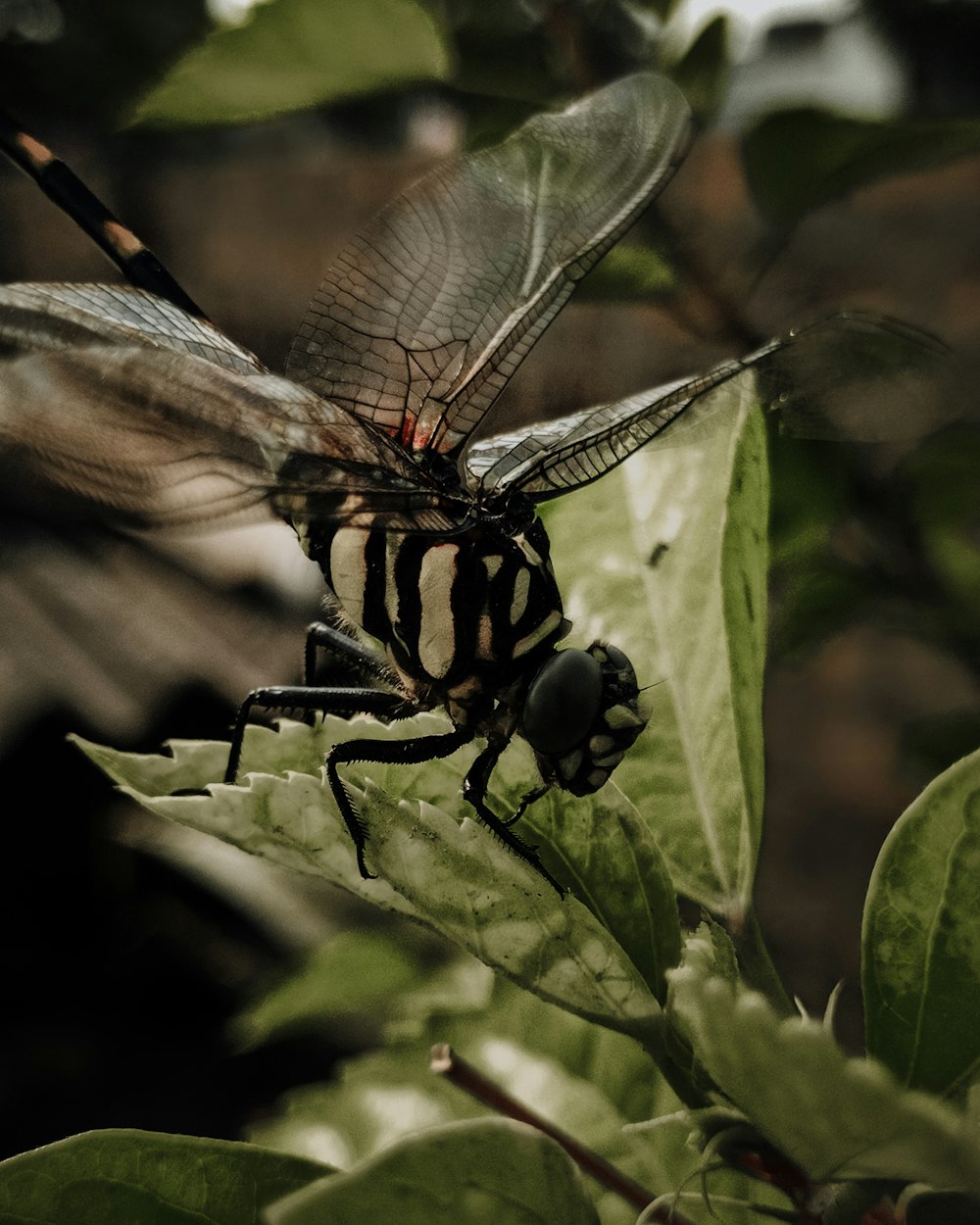 a black and white striped dragonfly sitting on a leaf