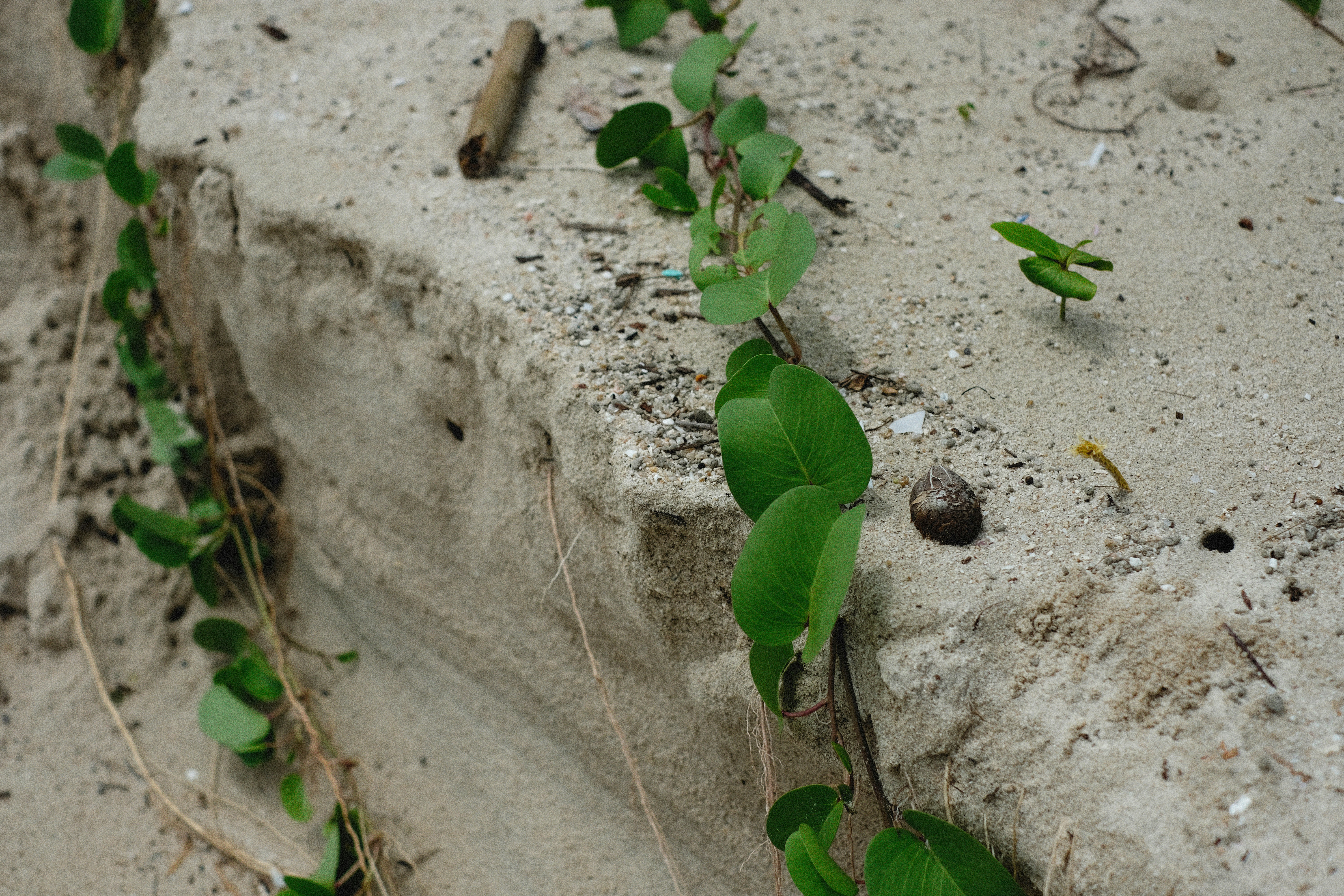 small plant growing through concrete - Overcoming business challenges