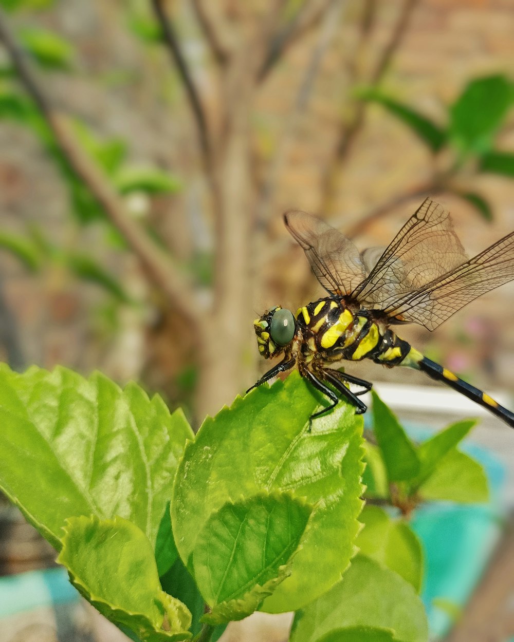 a yellow and black dragon fly sitting on a green leaf