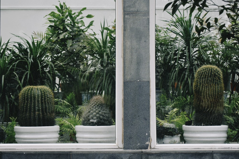 a row of potted plants in front of a window