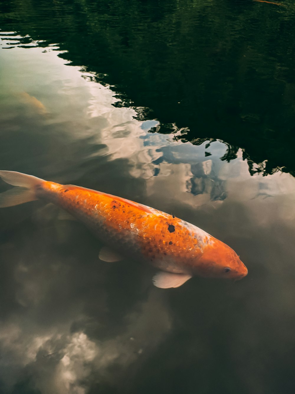 a large orange fish swimming in a pond