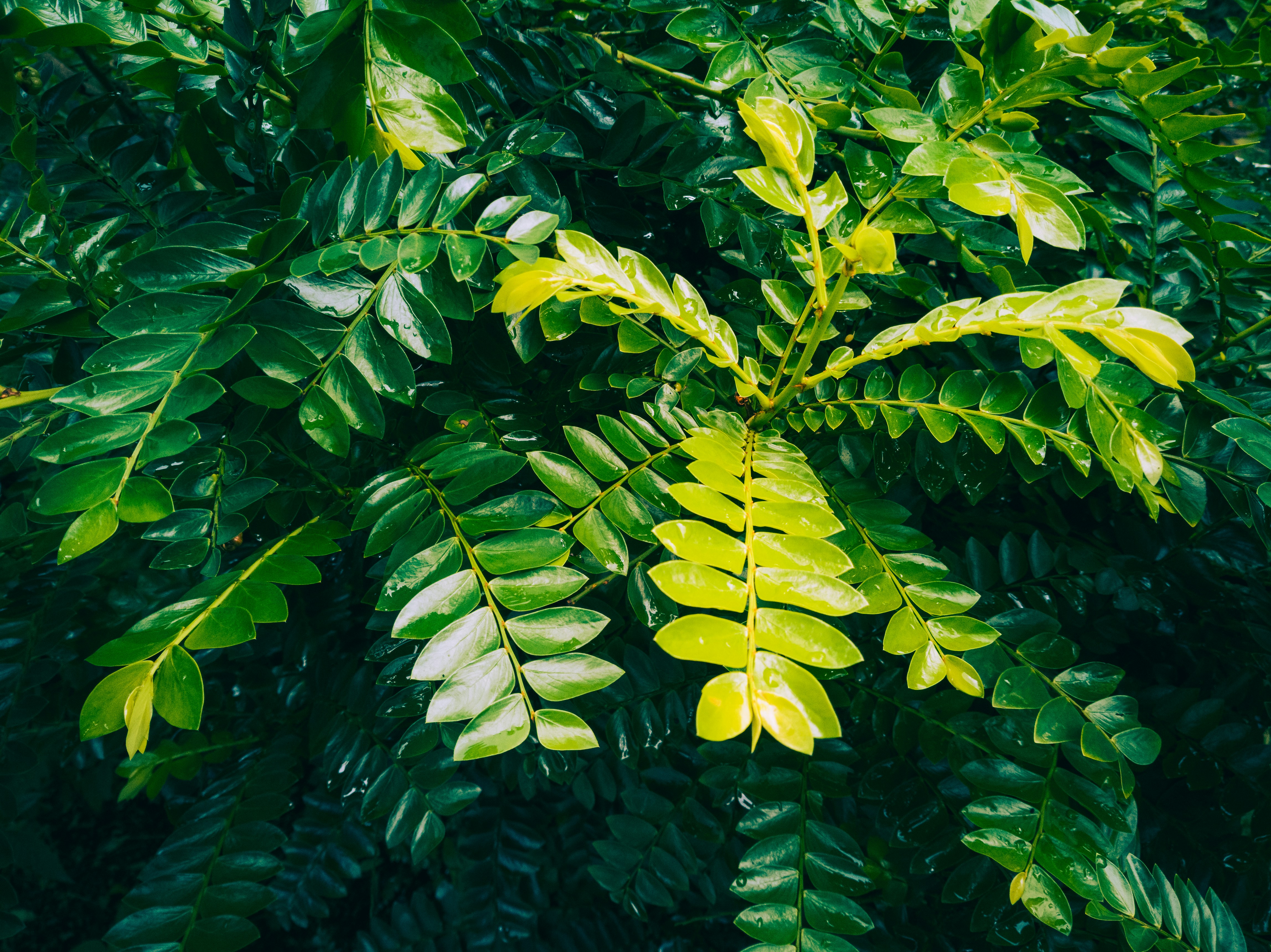 a close up of a tree with green leaves