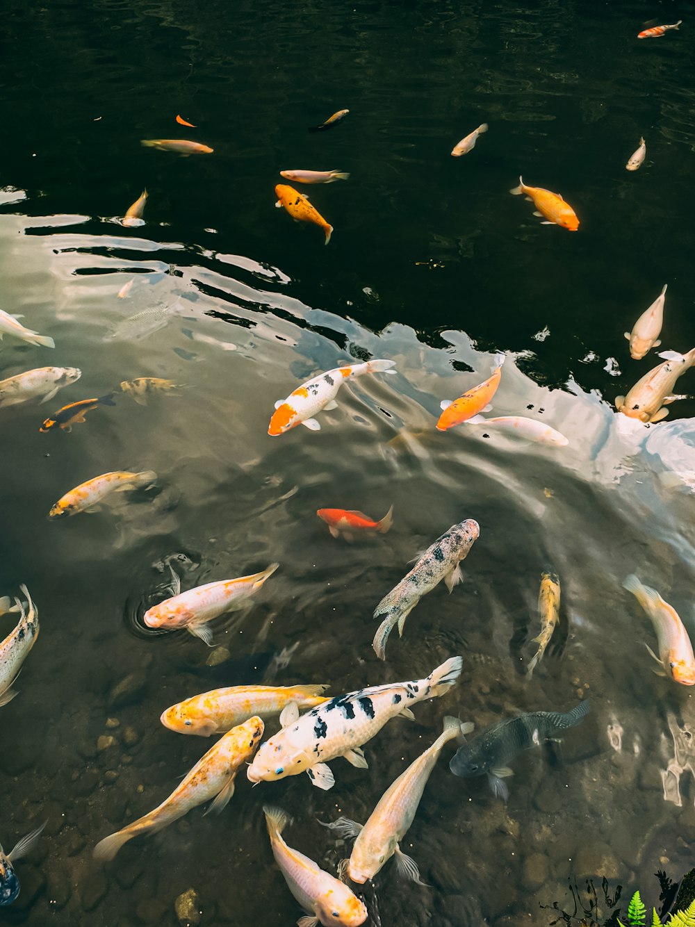 a group of fish swimming in a pond