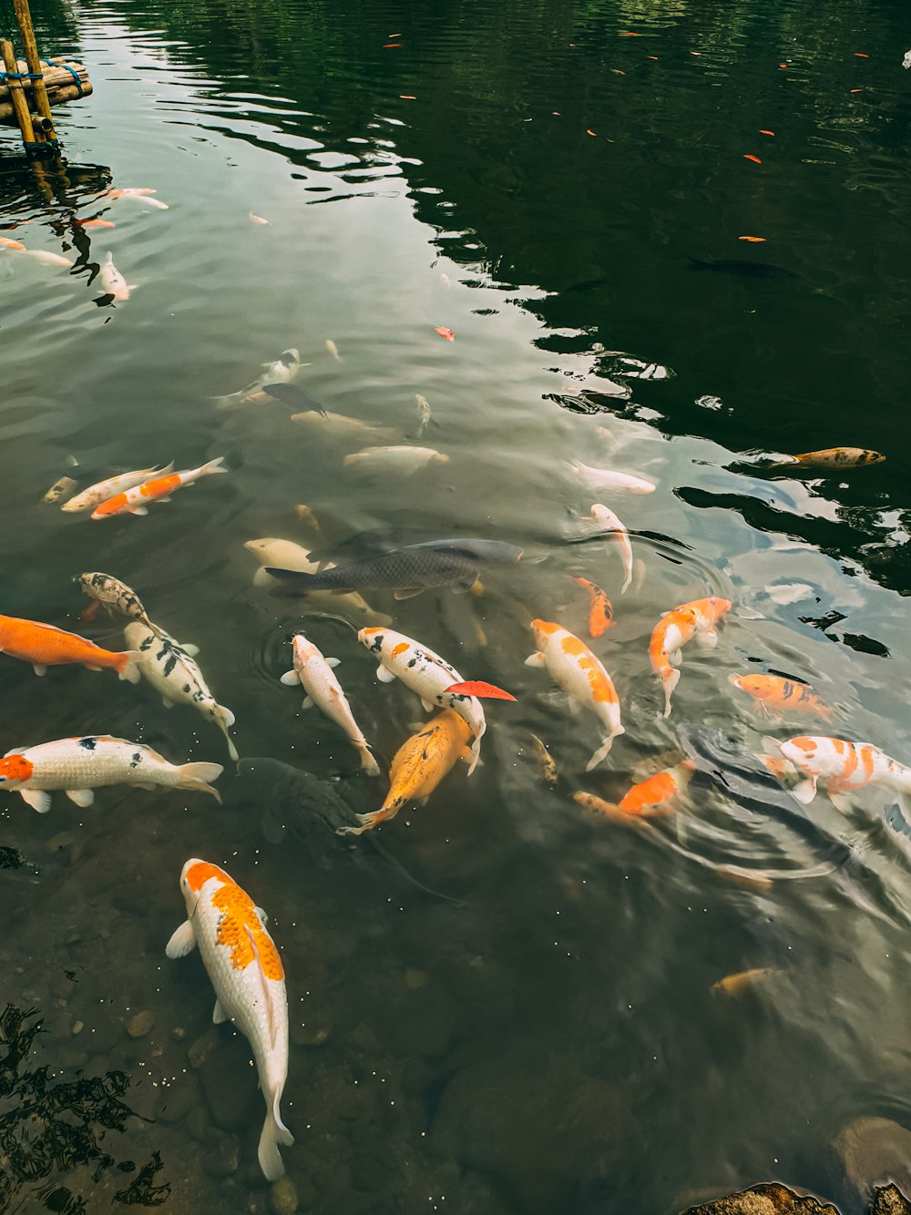 a group of fish swimming in a pond