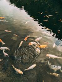 a group of fish swimming in a pond