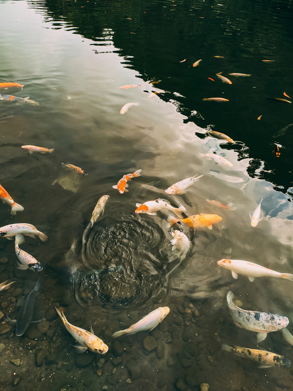 a group of fish swimming in a pond