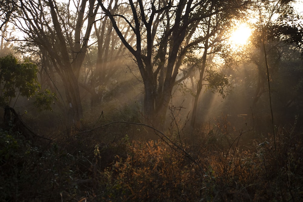 the sun is shining through the trees in the woods