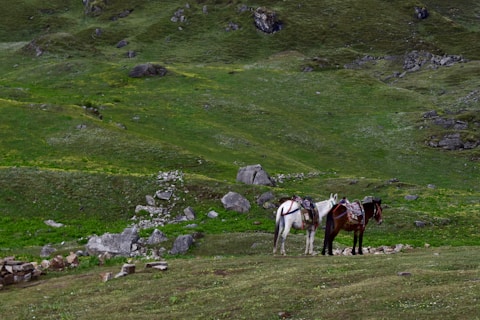 a couple of horses standing on top of a lush green hillside