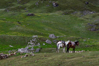 a couple of horses standing on top of a lush green hillside