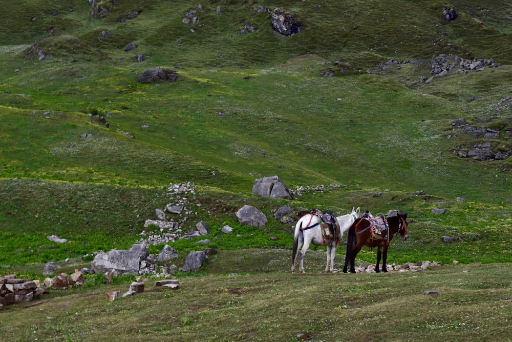 a couple of horses standing on top of a lush green hillside