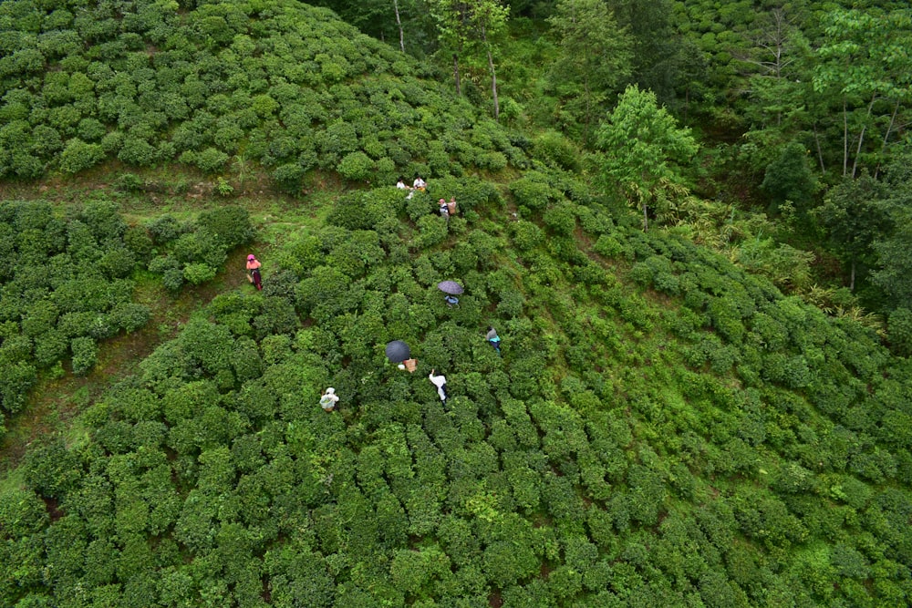 a group of people walking through a lush green forest