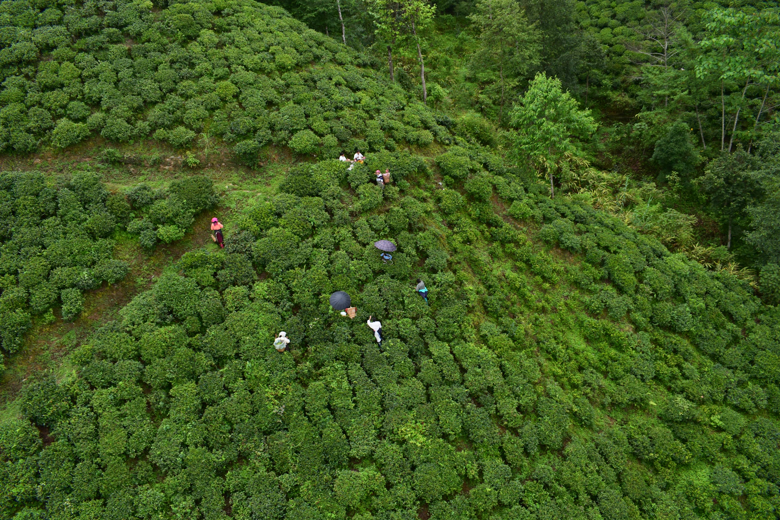 Tea pluckers with umbrellas working across a steep green tea slope in the Darjeeling hills, seen from above