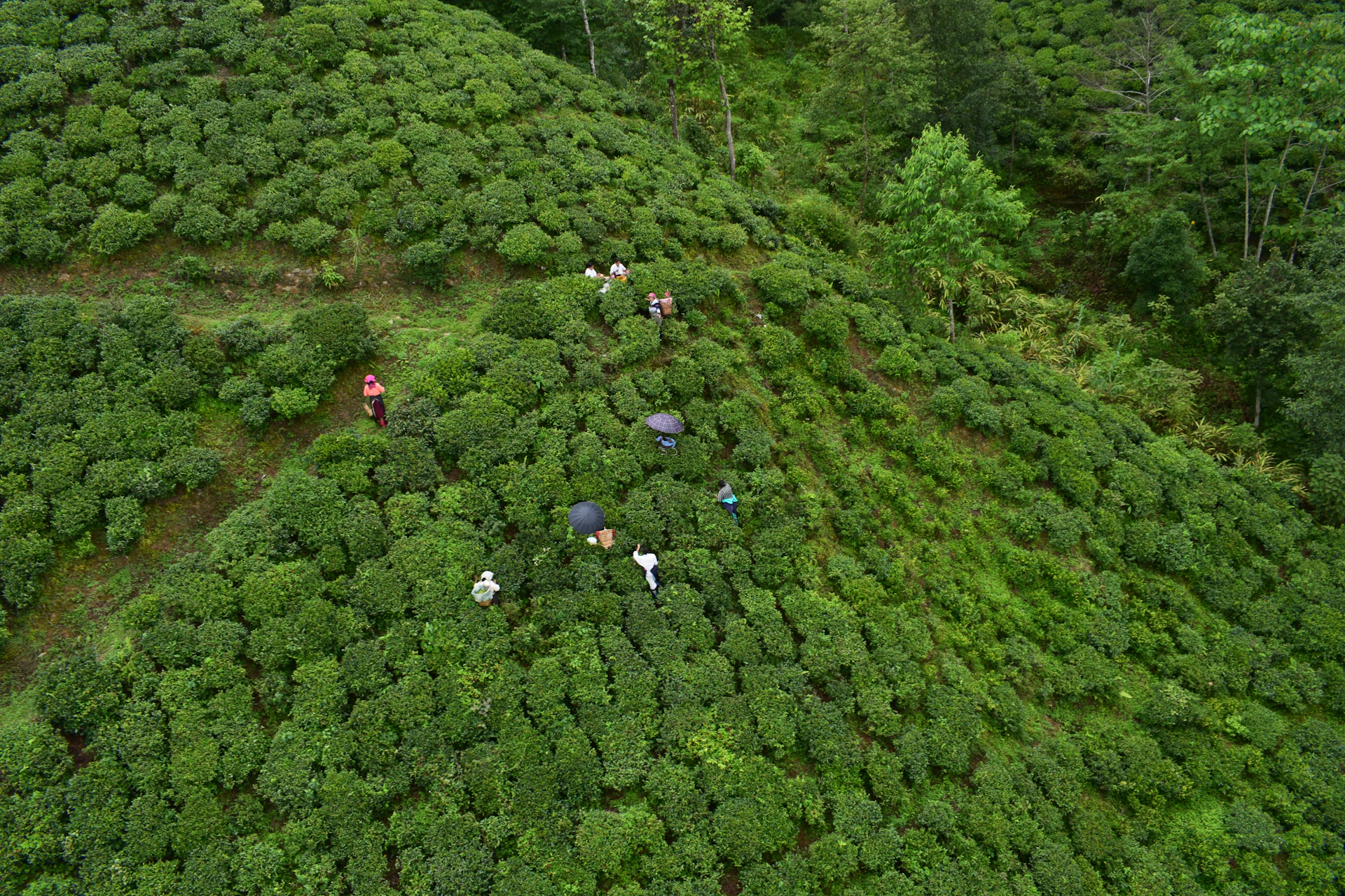 a group of people walking through a lush green forest