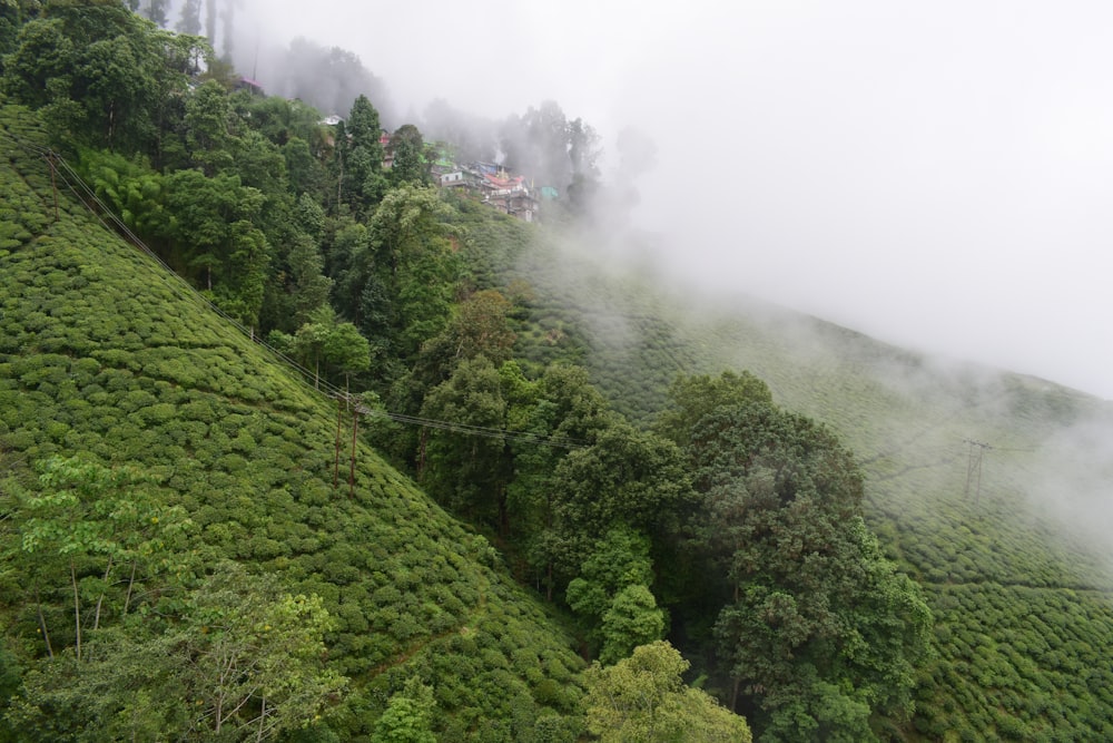 a lush green hillside covered in lots of trees