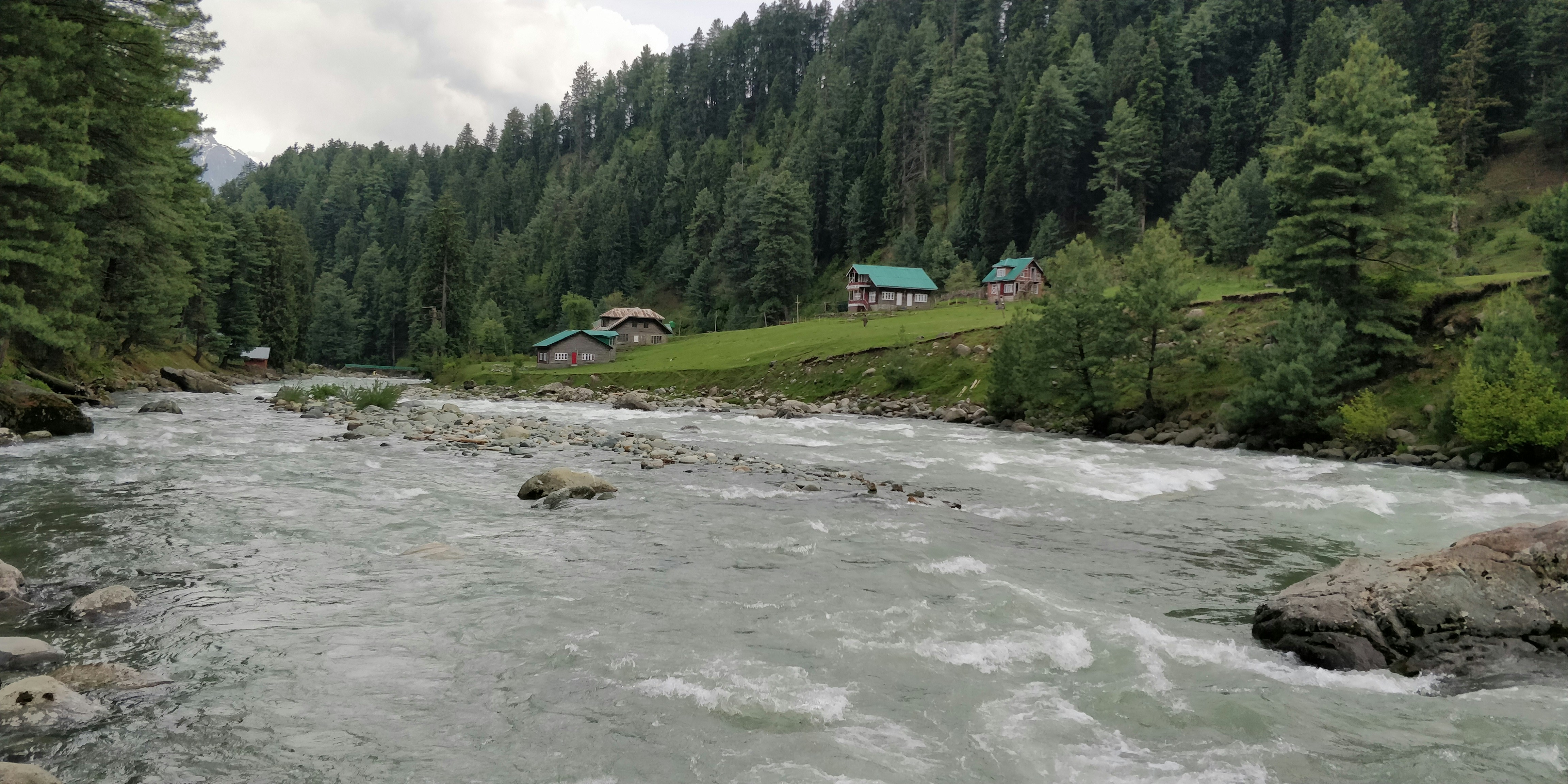 a river running through a lush green forest