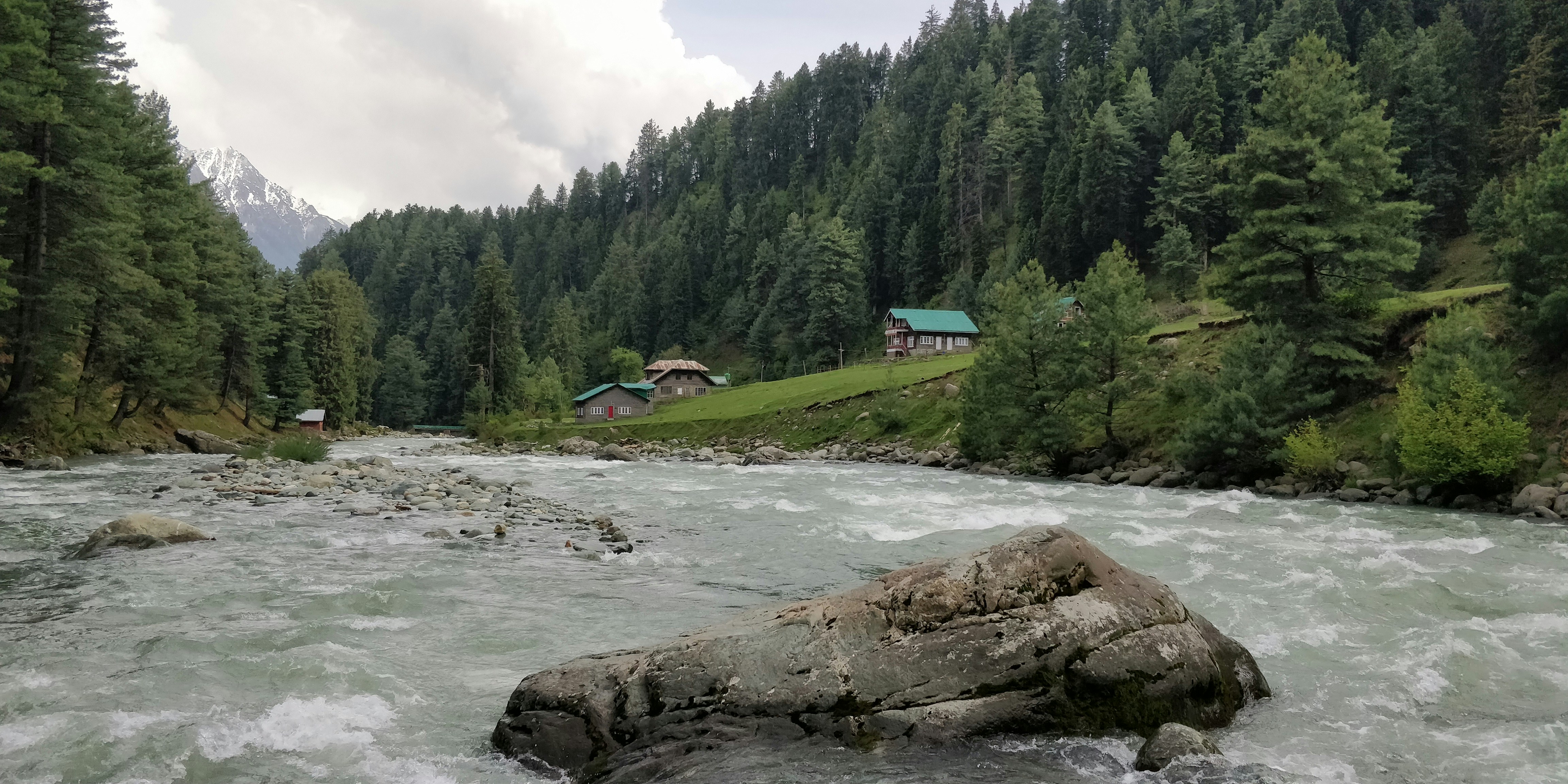 a river running through a lush green forest