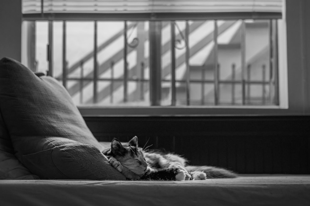 a black and white photo of a cat laying on a couch