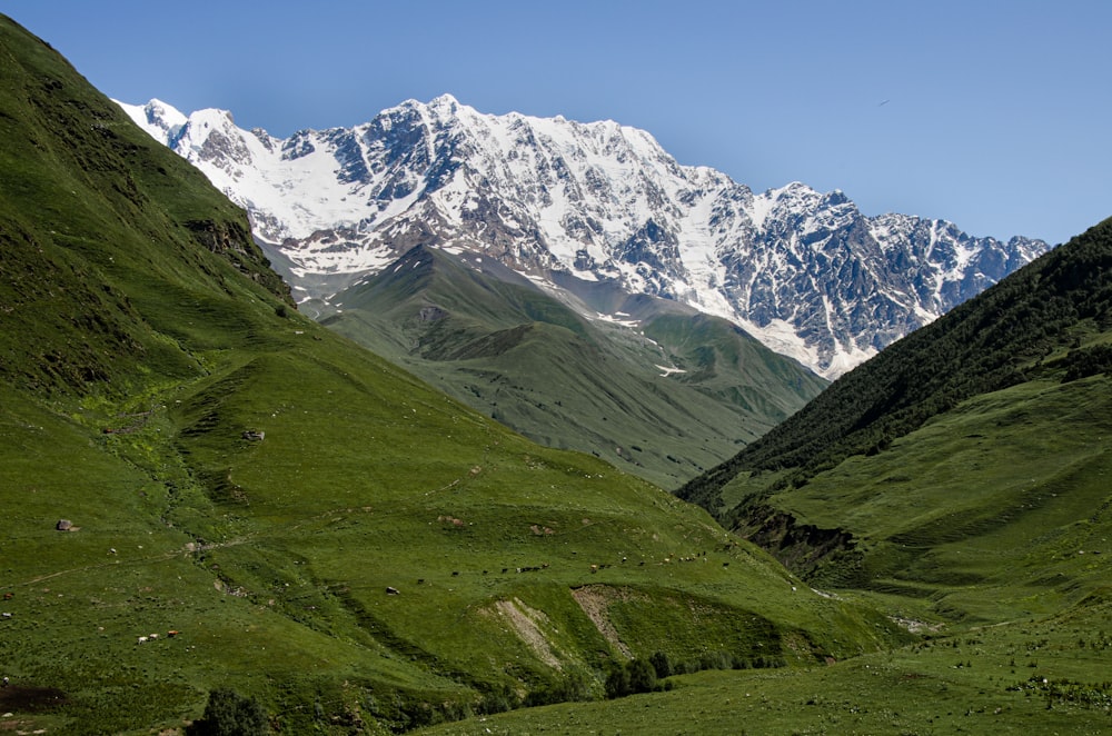 a green valley with a mountain in the background