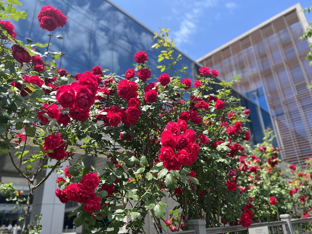 a bush of red roses in front of a building