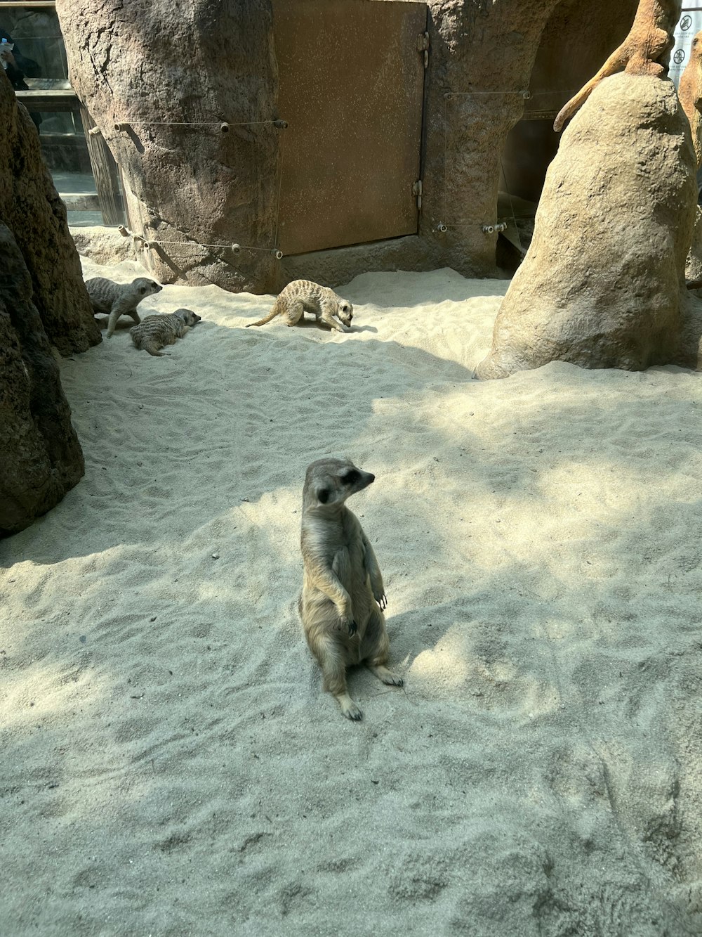 a baby meerkat sitting in the sand at the zoo