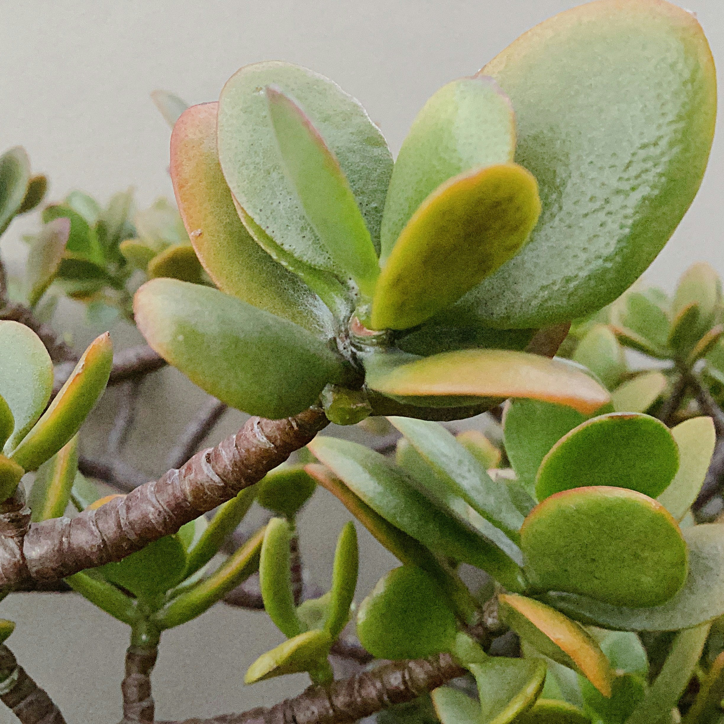 Photo by basilphotography