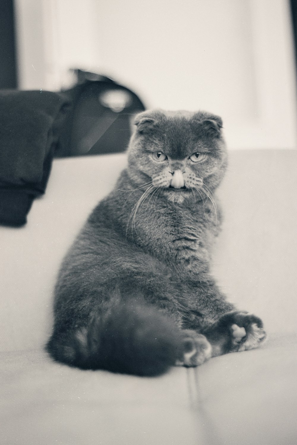 a black and white photo of a cat sitting on a couch