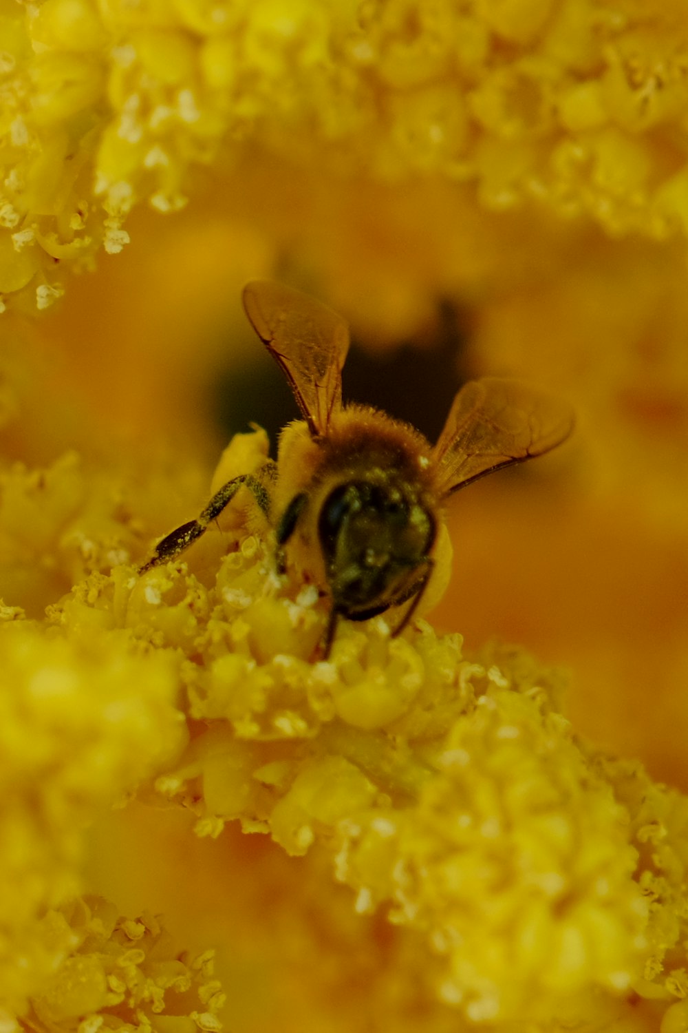 a close up of a bee on a yellow flower