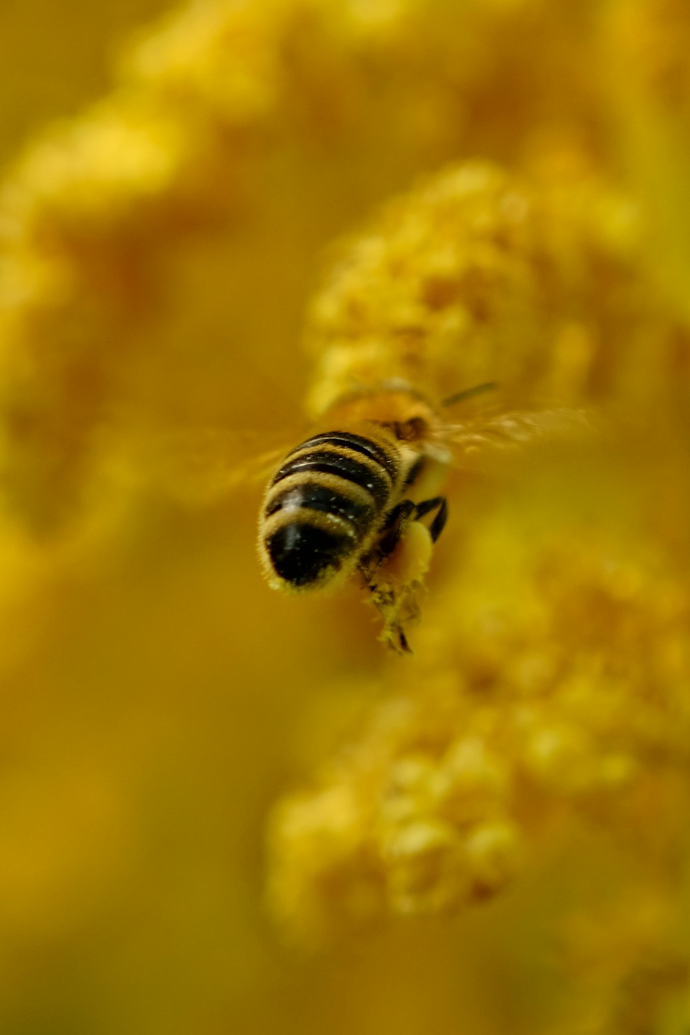 a close up of a bee on a flower