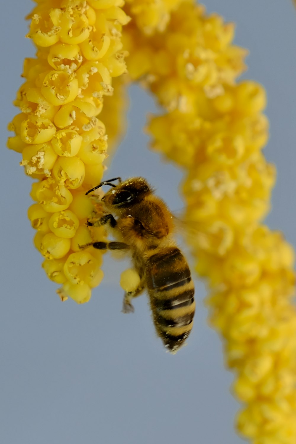 a bee is flying away from a yellow flower