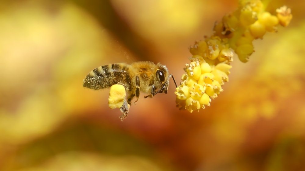 a bee is flying away from a yellow flower