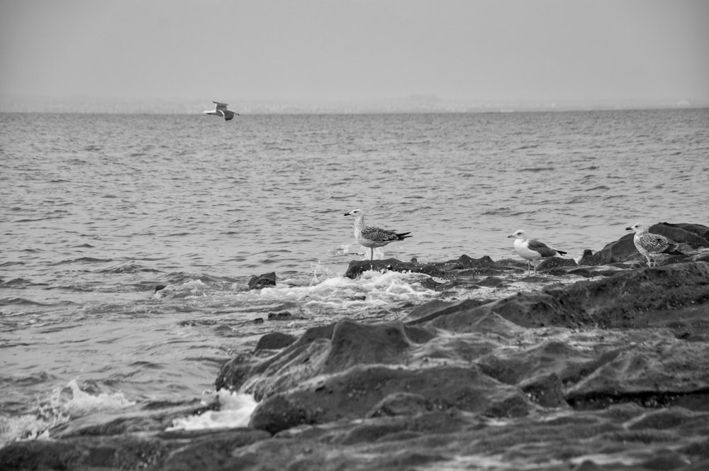 a seagull sitting on a rock near the ocean