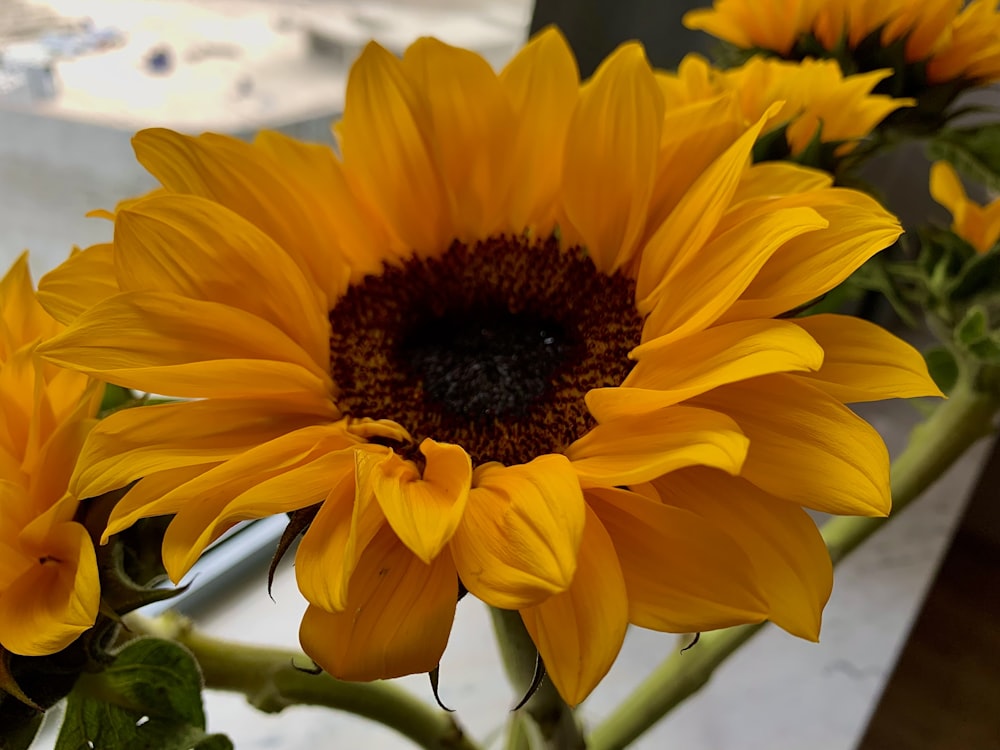 a vase filled with yellow sunflowers on top of a table