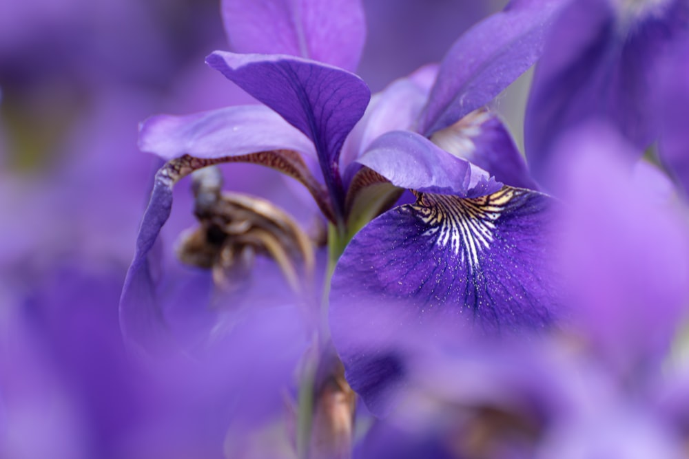 a close up of a purple flower with a blurry background