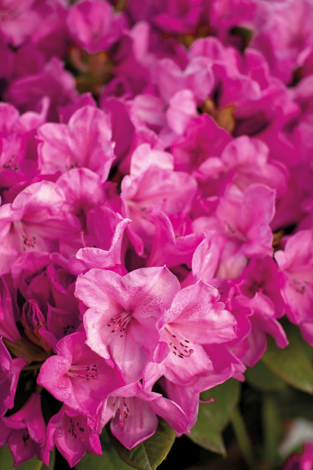 a close up of a bunch of pink flowers