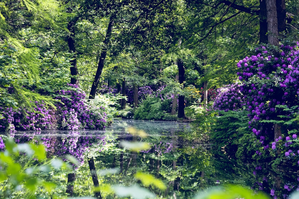 a body of water surrounded by trees and bushes