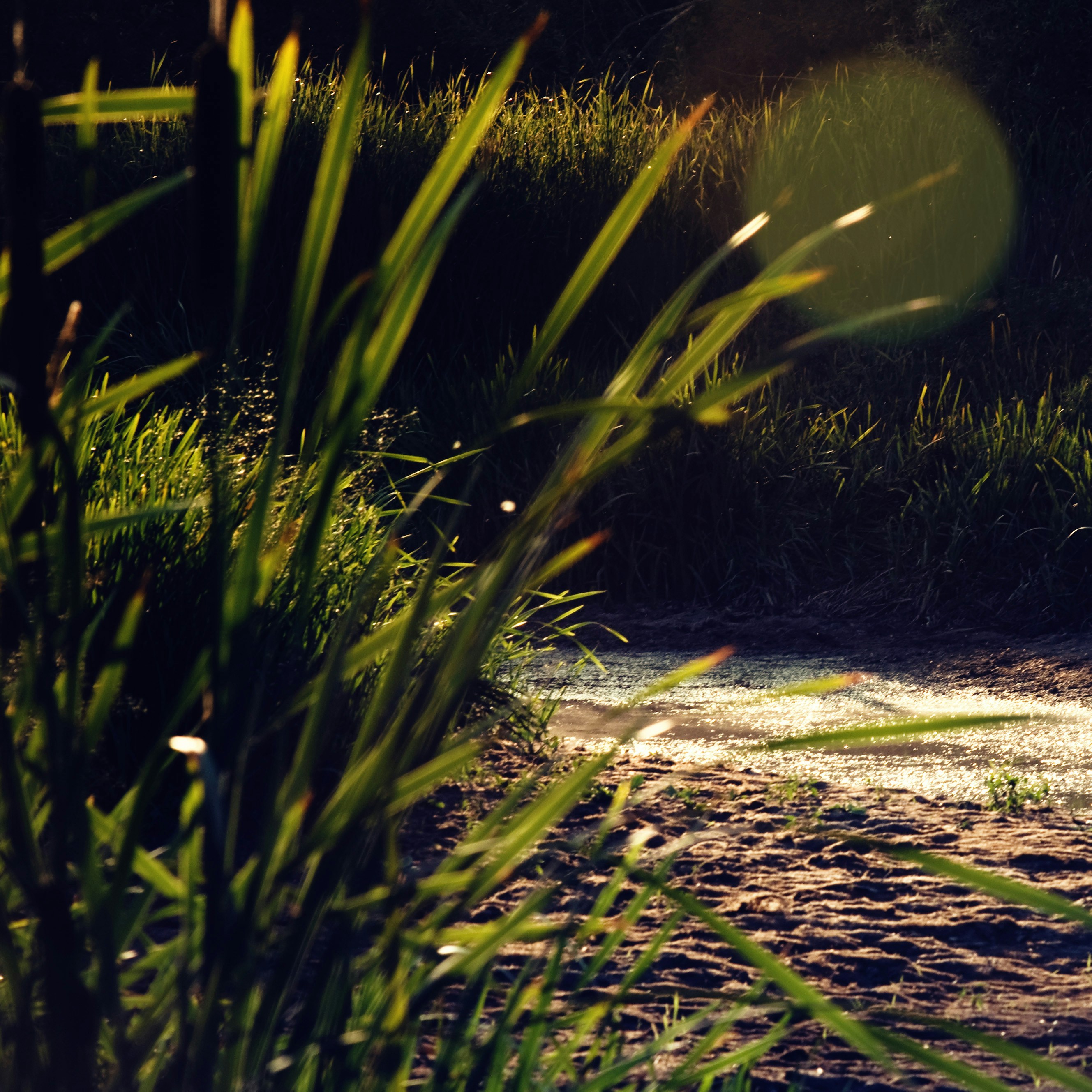 a bird is standing in the grass near a body of water
