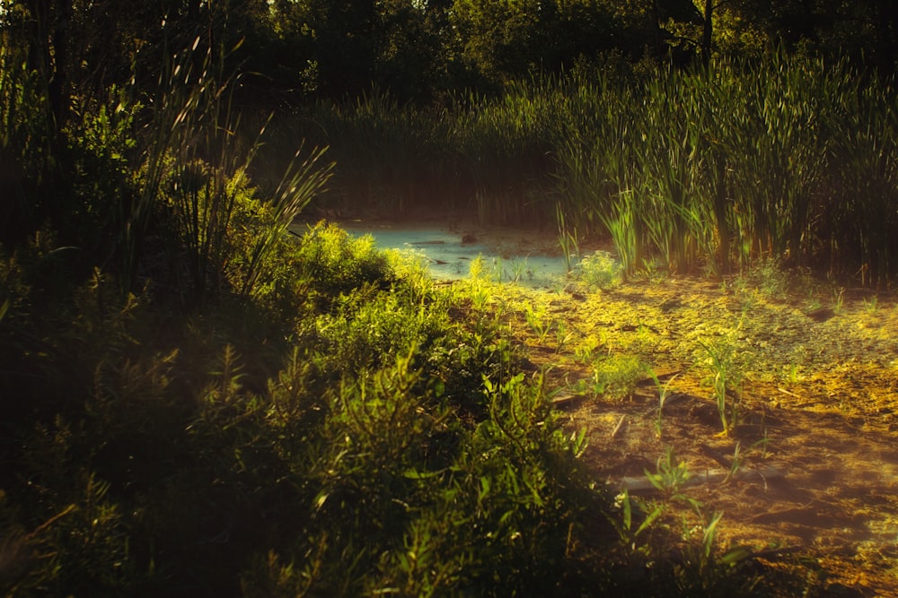 a small pond surrounded by tall grass and trees