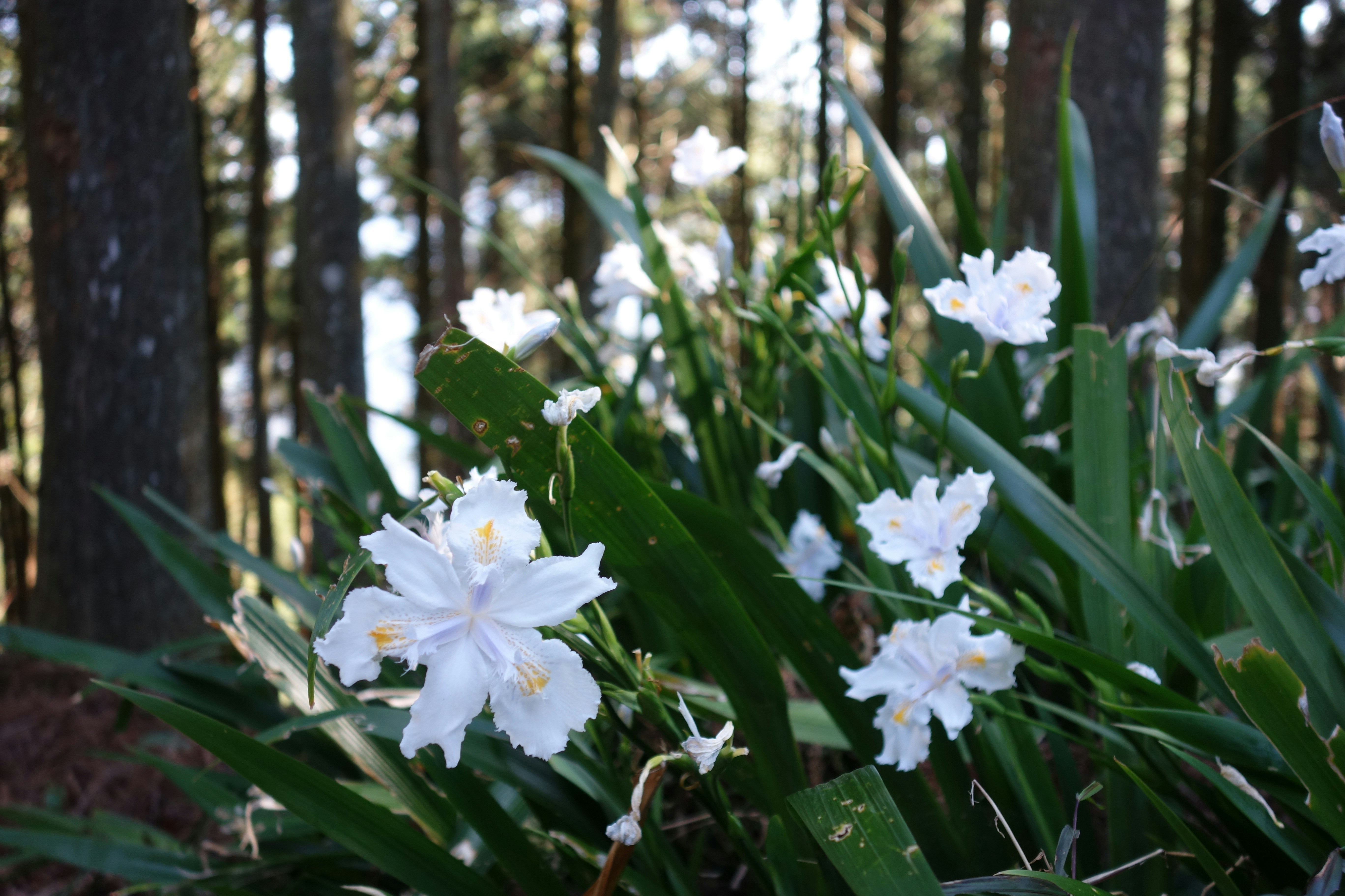 A group of white flowers sitting in the middle of a forest photo – Free ...